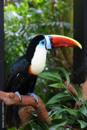 Red-Billed Toucan