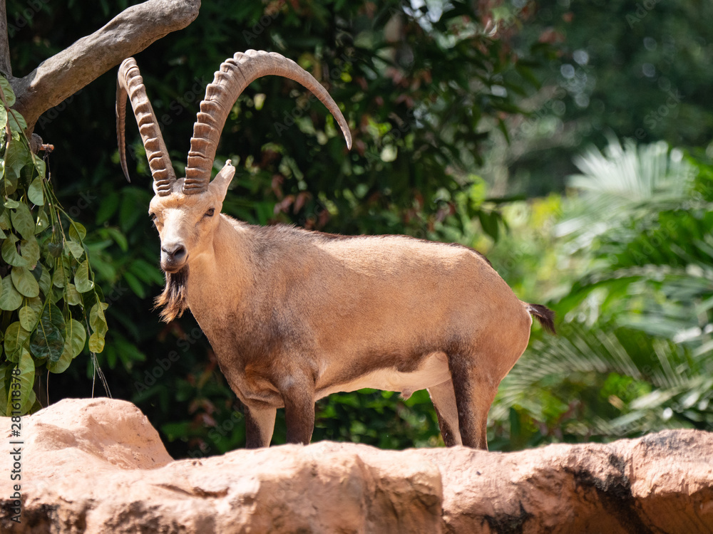 The Walia Ibex from the mountains of Ethiopia The Walia Ibex from the mountains of Ethiopia