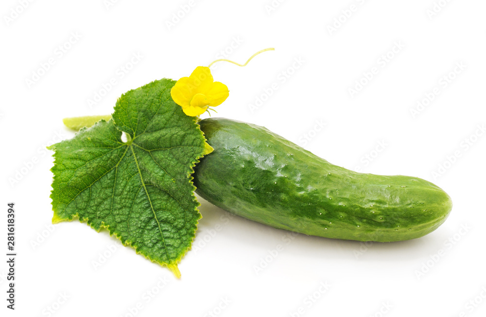 One fresh cucumber. One fresh cucumber.