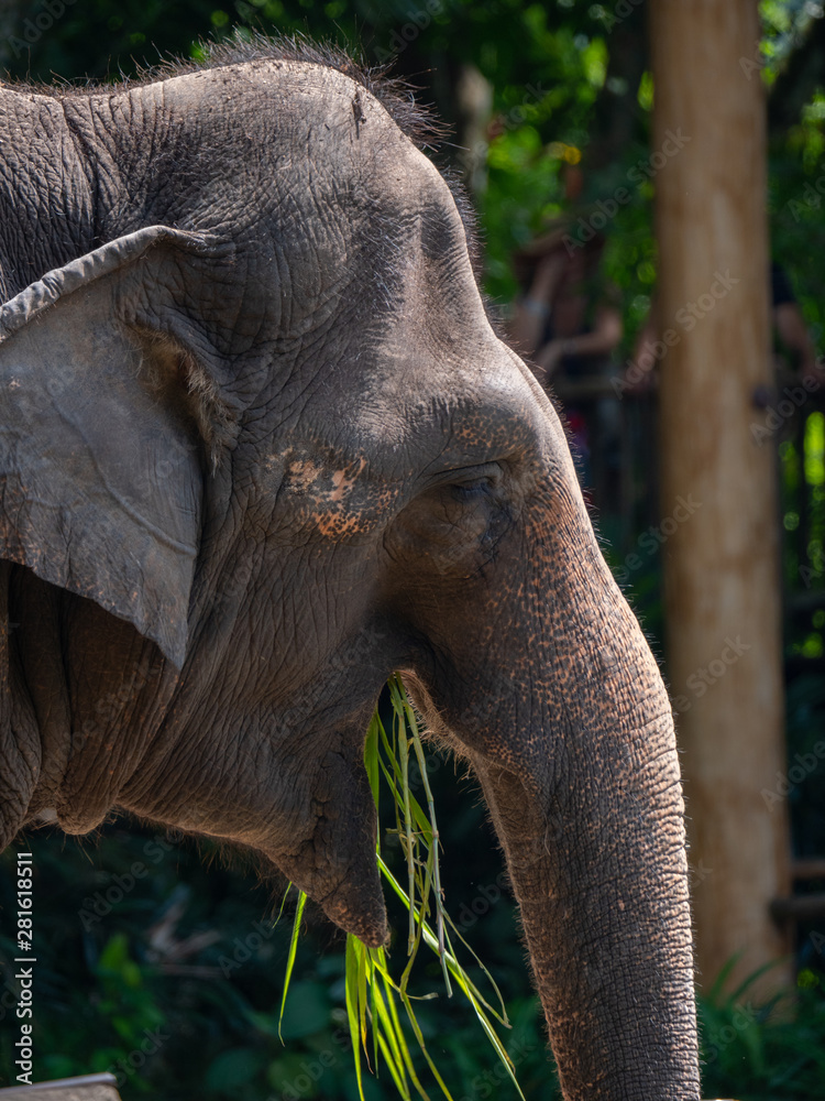 Fototapeta premium Female Asian Elephant in captivity