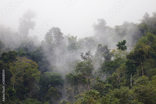 Nebel Wald 1 © Ralph