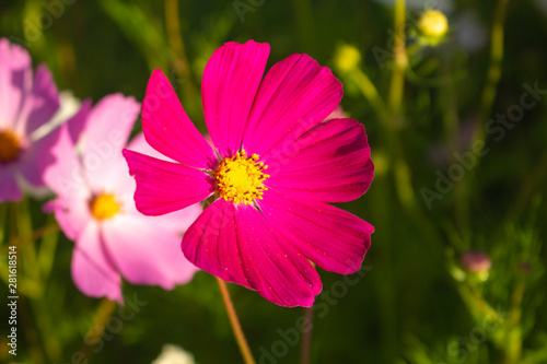 Beautiful flower. Natural background. Burgundy and pink in a flower.