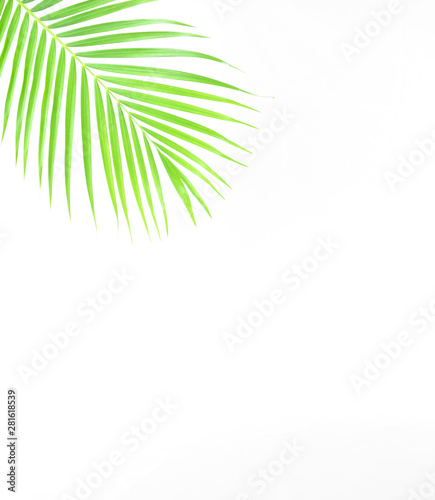 Summer and Spring tropical palm leaf branches isolated on white background with a blank space for text. Travel vacation concept. Summer background. Road frame set. Flat lay, top view.