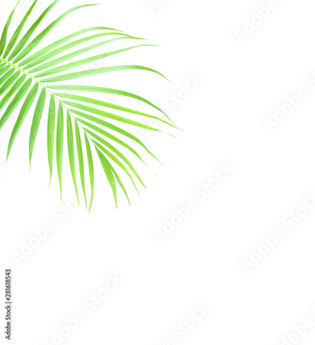 Summer and Spring tropical palm leaves isolated on white background with a blank space for text. Travel vacation concept. Summer background. Road frame set. Flat lay, top view.