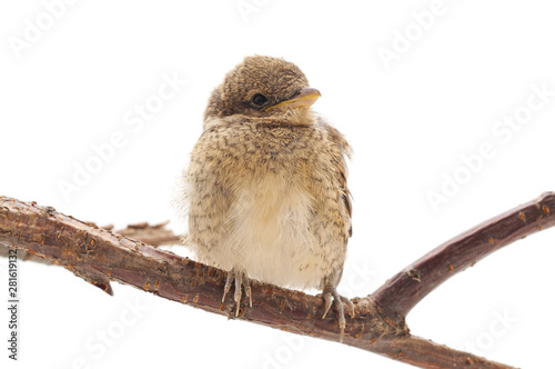 Small wild bird on a branch.