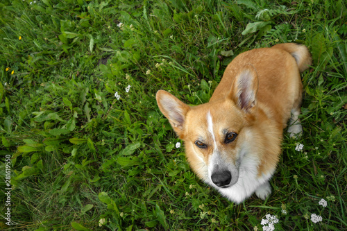 red haired welsh corgi pembroke  enjoys its life in the summer park    photo