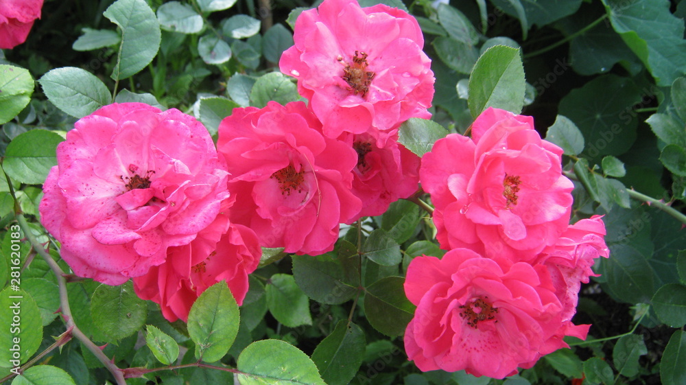 pink flowers in the garden pink flowers in the garden