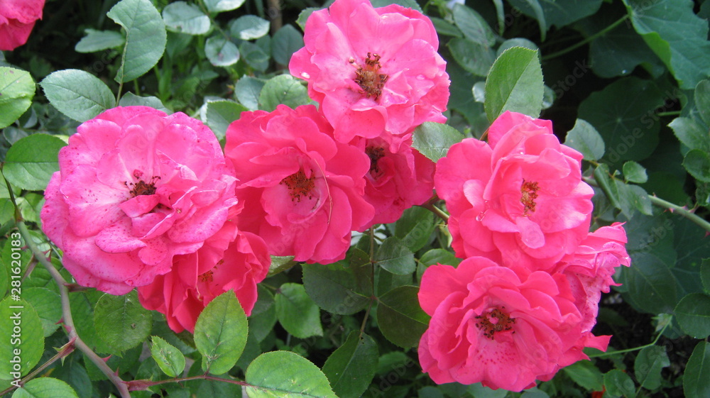 pink flowers in the garden