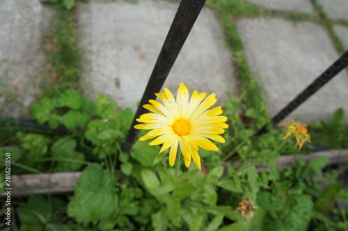 SONY DSC