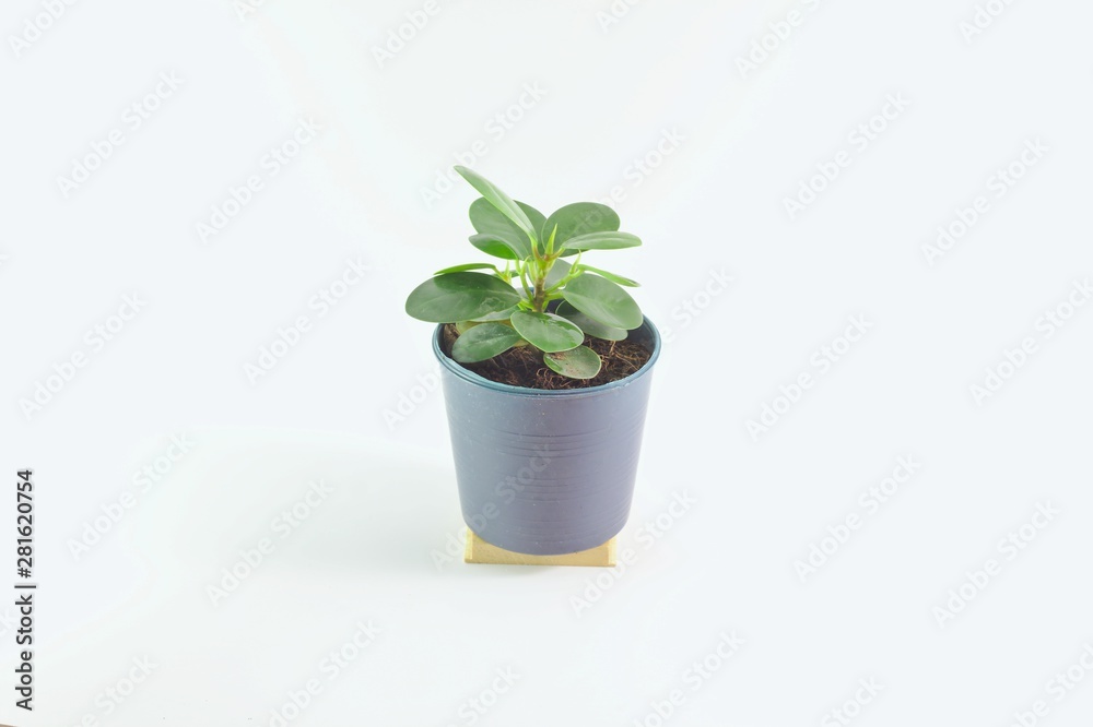 Ficus annulata, a small tree in a black pot White background, round leaf, small leaf, ornamental plant inside the house Ficus annulata, a small tree in a black pot White background, round leaf, small leaf, ornamental plant inside the house