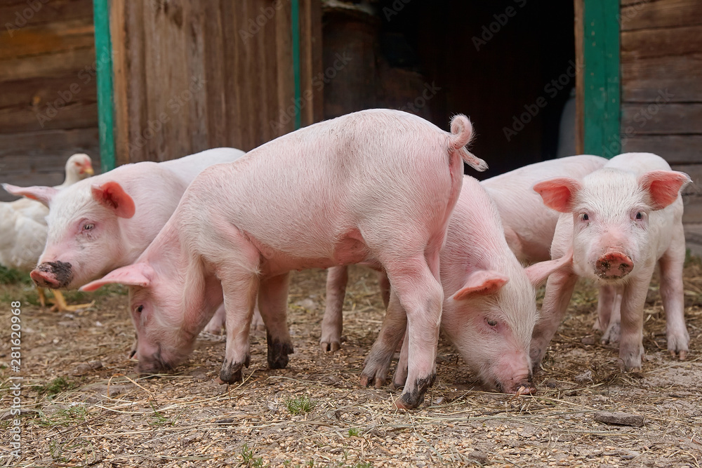 Small piglets in organic rural farm agricultural industry walking outdoors Small piglets in organic rural farm agricultural industry walking outdoors