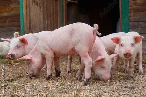 Small piglets in organic rural farm agricultural industry walking outdoors © Liudmila