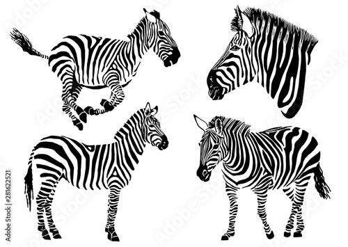 Graphical collection of zebras, white background, vector tattoo illustration,eps10