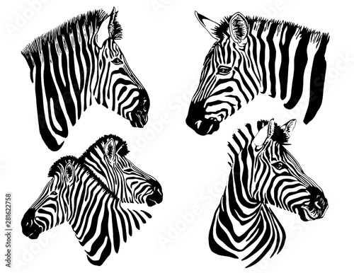 Graphical collection of zebras, white background, vector tattoo illustration,eps10