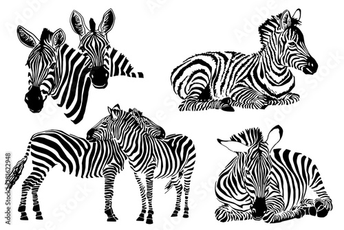 Graphical collection of zebras, white background, vector tattoo illustration,eps10