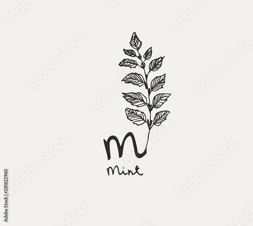 Hand drawn set of culinary herb. Basil and mint, rosemary and sage, thyme and parsley. Food design logo elements photo