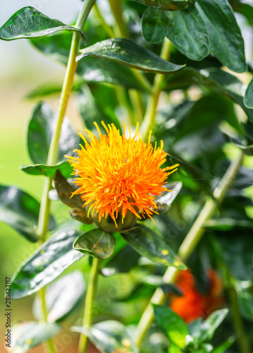 Safflower flowers in a field photo