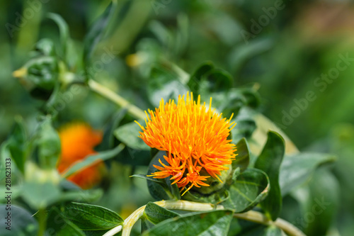 Safflower flowers in a field photo