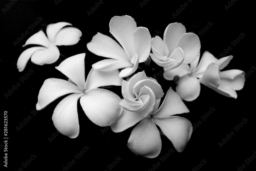 Fototapeta premium white flowers and blur black ground.take black and white color.
