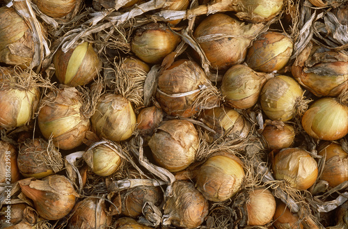 Onions drying in a field ready for harvesting photo