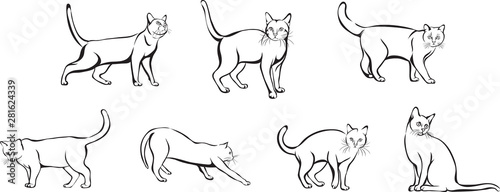 cat sitting, lying down, walking, playing