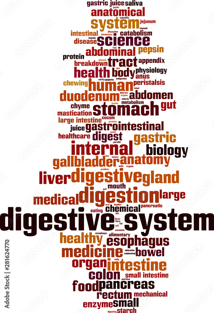Obraz premium Digestive system word cloud