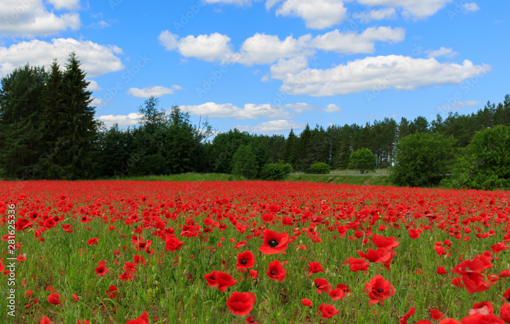 Poppy field Poppy field