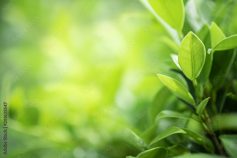 Closeup beautiful view of nature green leaf on greenery blurred background with sunlight and copy space. It is use for natural ecology summer background and fresh wallpaper concept. Closeup beautiful view of nature green leaf on greenery blurred background with sunlight and copy space. It is use for natural ecology summer background and fresh wallpaper concept.
