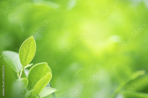 Closeup beautiful view of nature green leaf on greenery blurred background with sunlight and copy space. It is use for natural ecology summer background and fresh wallpaper concept. © Dilok