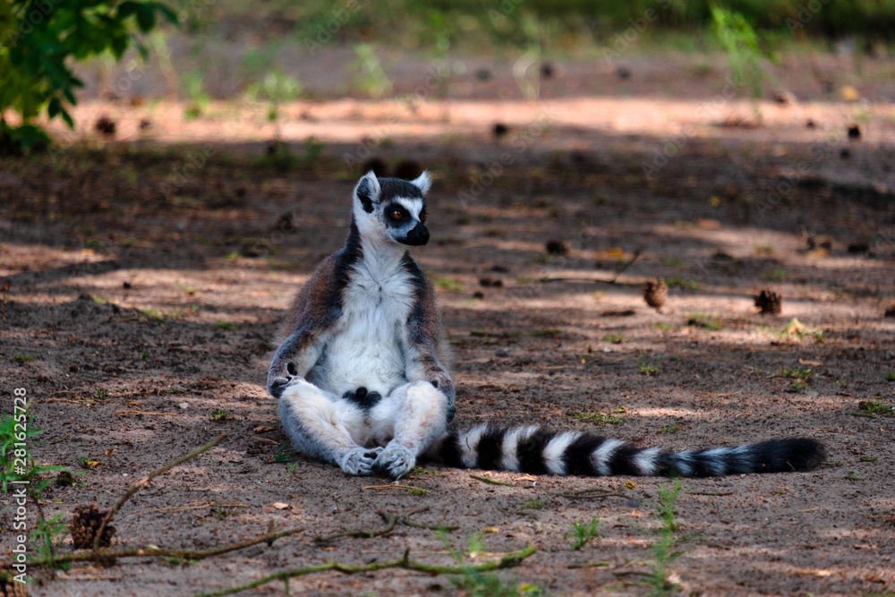 Fototapeta premium ring tailed lemur on the ground