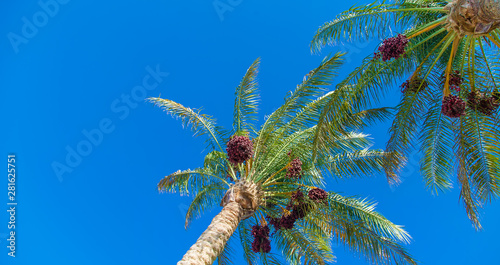 date palm trees against the sky. Selective focus. photo