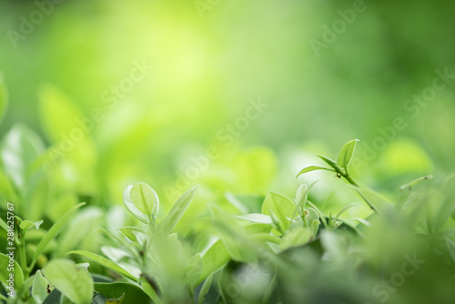 Closeup beautiful view of nature green leaf on greenery blurred background with sunlight and copy space. It is use for natural ecology summer background and fresh wallpaper concept.