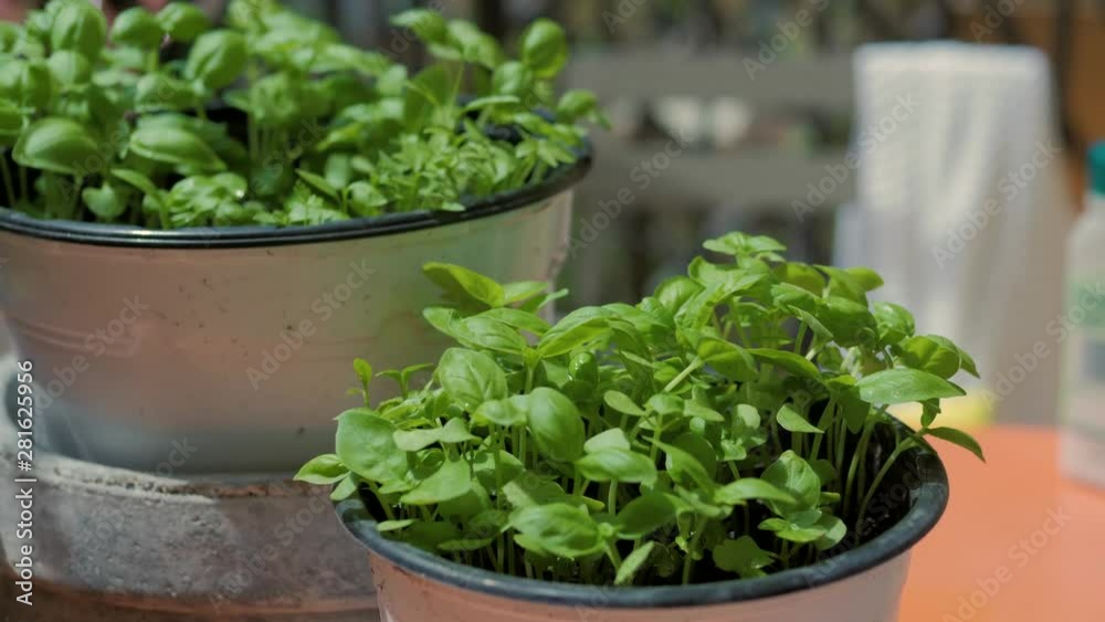 Planting growing sweet basil sprout from the seed in Summer, home-grown herbs cilantro vegetable in balcony patio area of apartment. Planting growing sweet basil sprout from the seed in Summer, home-grown herbs cilantro vegetable in balcony patio area of apartment.