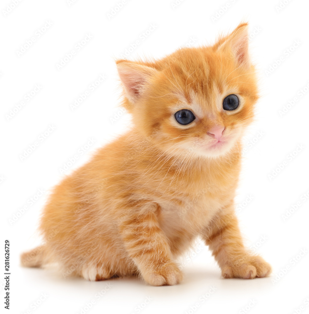 Obraz premium Kotek na białym tle.