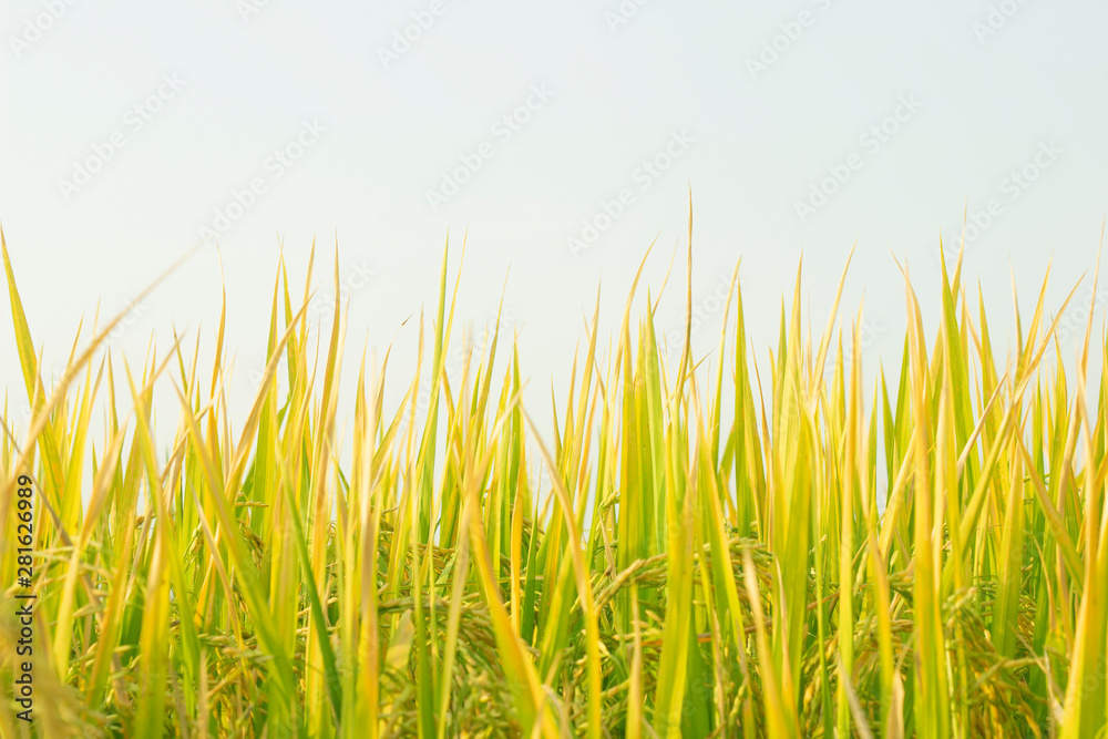 rice field in north Thailand, nature food landscape background.