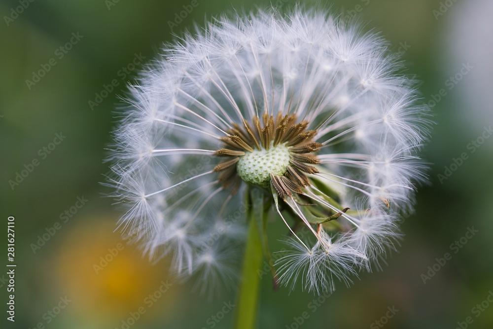 Dandelion Dandelion