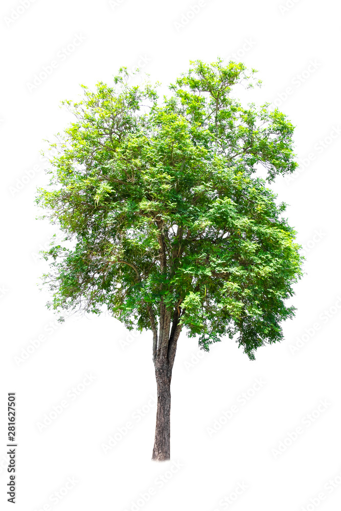 Fototapeta premium Isolated of tree on white background and clipping path for ecology decoration website and magazine.- Image.
