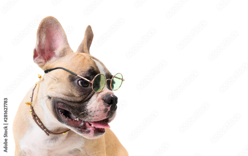 Side view of cute french bulldog wear glasses