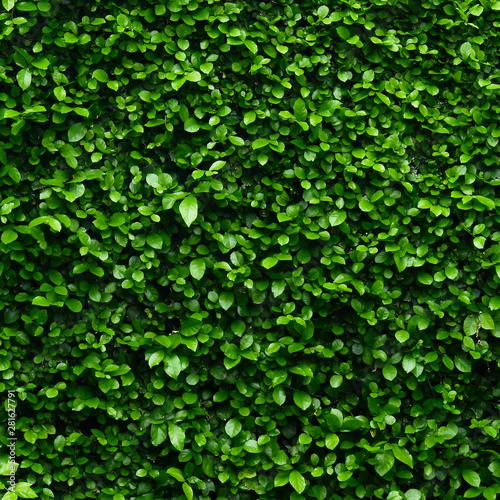 green leaves bush wall background