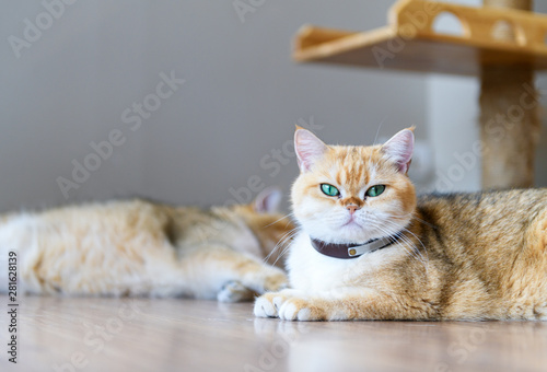Fototapeta Naklejka Na Ścianę i Meble -  Scottish British cat lying and looking at camera