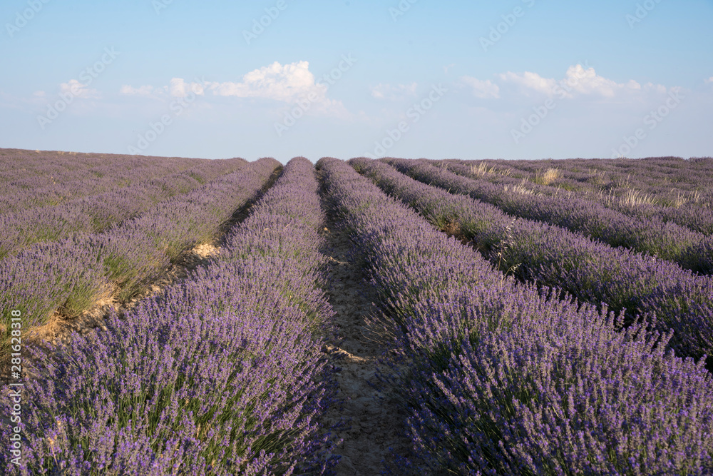Fototapeta premium Lavender plantation in bloom