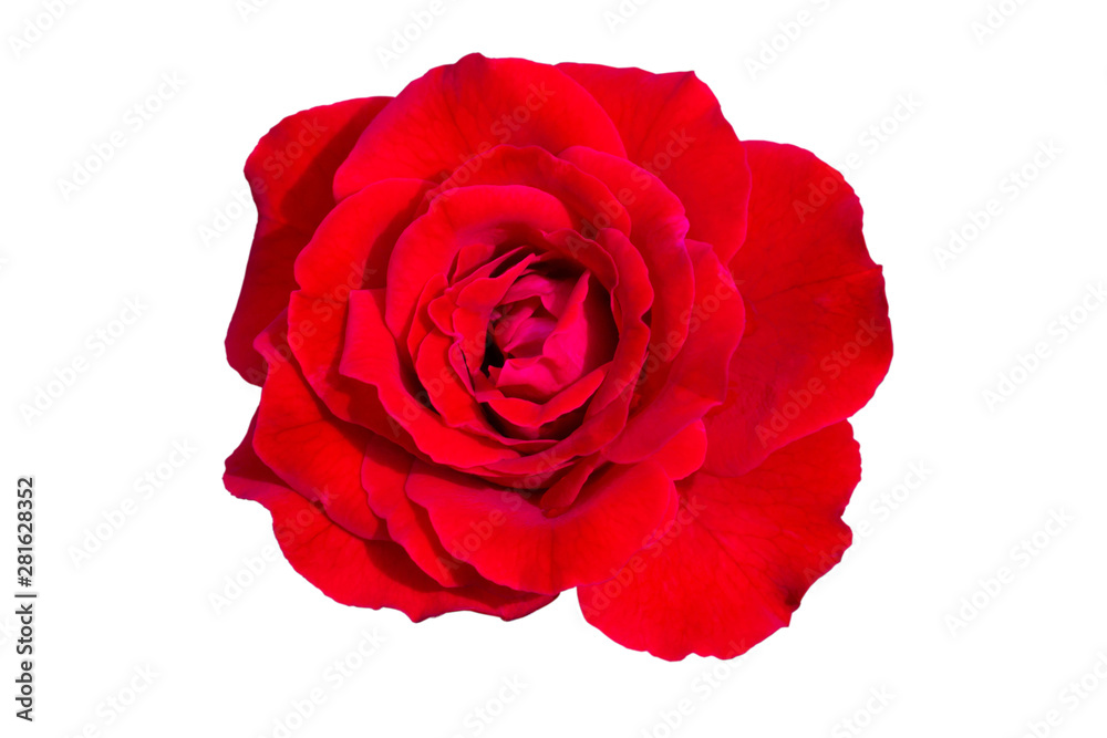 Red roses on white Background isolated include clipping path. Red roses on white Background isolated include clipping path.