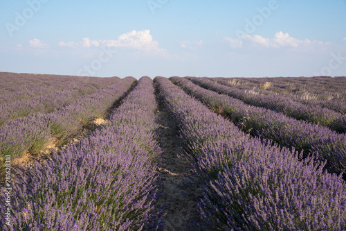 Lavender plantation in bloom