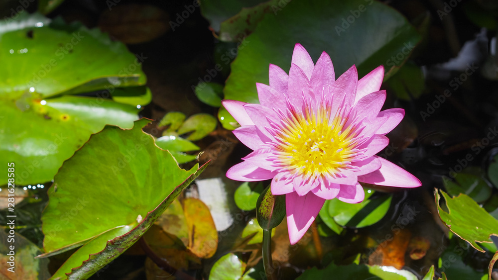 Closeup Shot at The Pink Lotus Flower Showing The Pollen and Petals. Selective Focus at The Flower and Blurred Background. The Lotus is The Symbol of Buddhism and Enlightenment. Closeup Shot at The Pink Lotus Flower Showing The Pollen and Petals. Selective Focus at The Flower and Blurred Background. The Lotus is The Symbol of Buddhism and Enlightenment.