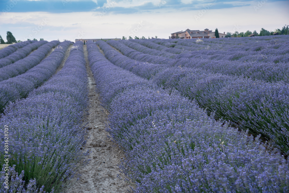 Fototapeta premium Lavender plantation in bloom