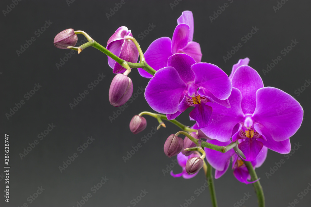 Fototapeta premium Piękna różowa orchidea phalaenopsis na ciemnym tle.