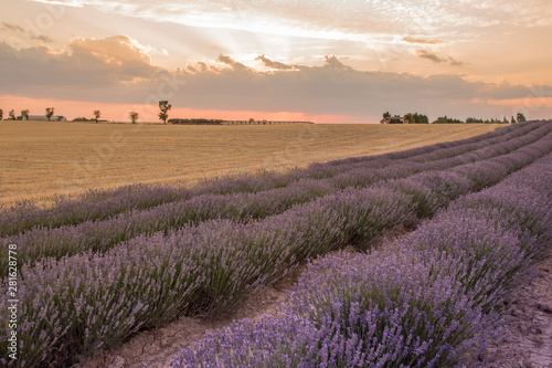 Lavender plantation in bloom photo