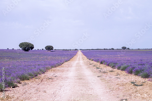 Dirt road crossing purple lavender fields photo