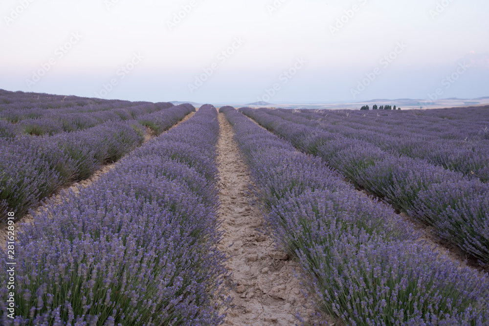 Fototapeta premium Lavender plantation in bloom