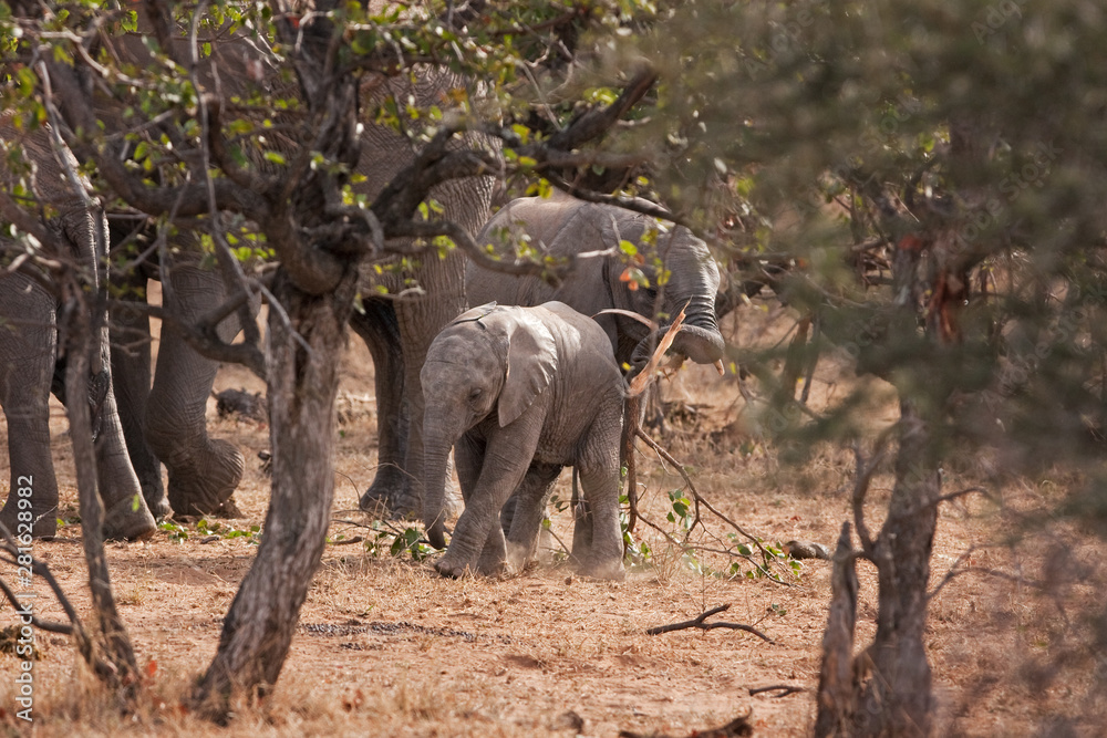 Fototapeta premium African bush elephant, loxodonta africana, african savanna elephant, Kruger national park